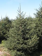 Norway Spruce